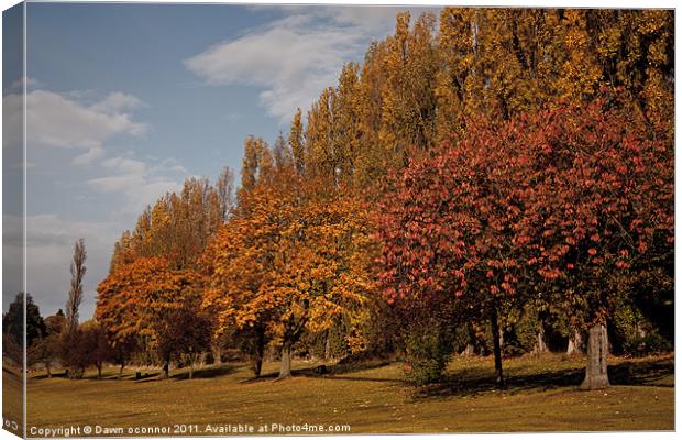 Autumn Colours, Chinbrooke Meadows Canvas Print by Dawn O'Connor