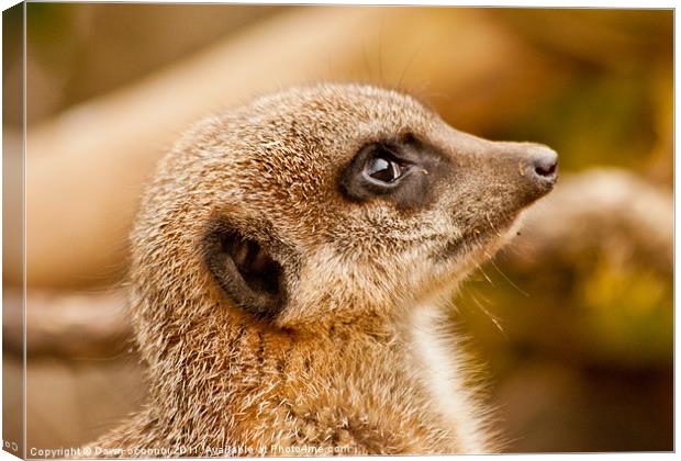 Meerkat Portrait Canvas Print by Dawn O'Connor