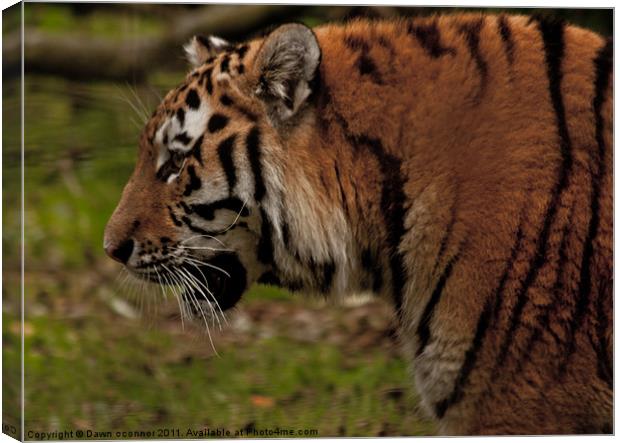 Bengal Indian Tiger - Panthera tigris tigris Canvas Print by Dawn O'Connor