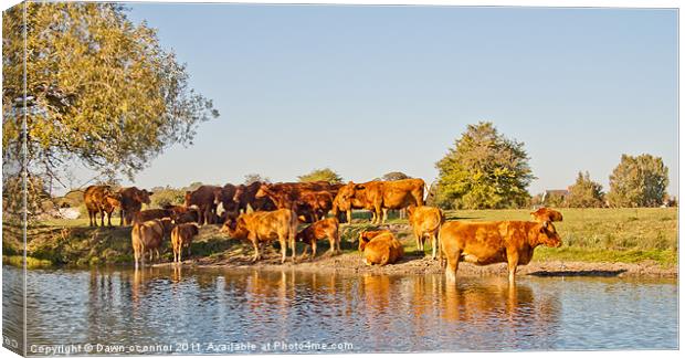 Herd of Bulls in River Thames Canvas Print by Dawn O'Connor
