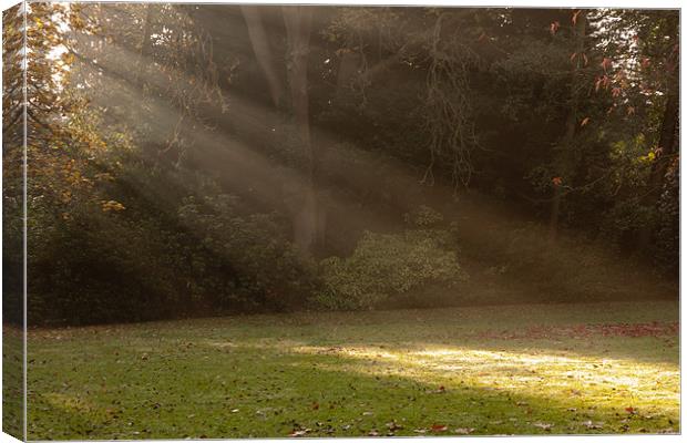 Sunlight Spotlights Canvas Print by Dawn O'Connor