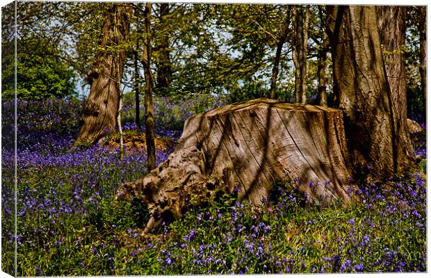 Bluebell Wood Canvas Print by Dawn O'Connor