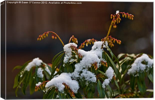 Pieris Japonica Canvas Print by Dawn O'Connor