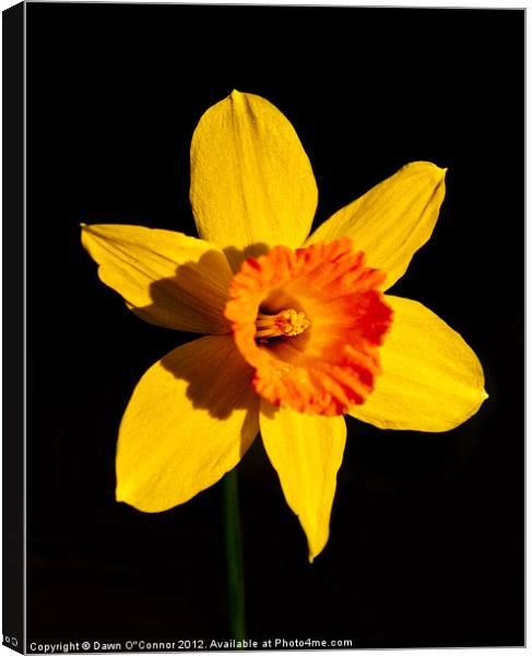 Spring Daffodil Canvas Print by Dawn O'Connor