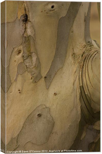 Eucalyptus Tree Canvas Print by Dawn O'Connor