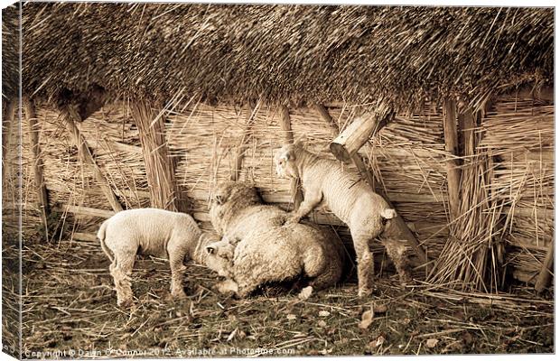 Get up Mum Canvas Print by Dawn O'Connor