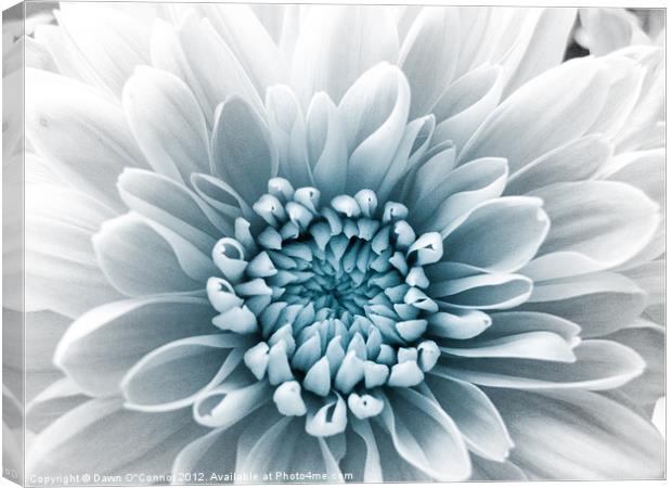 Blue Flower Canvas Print by Dawn O'Connor