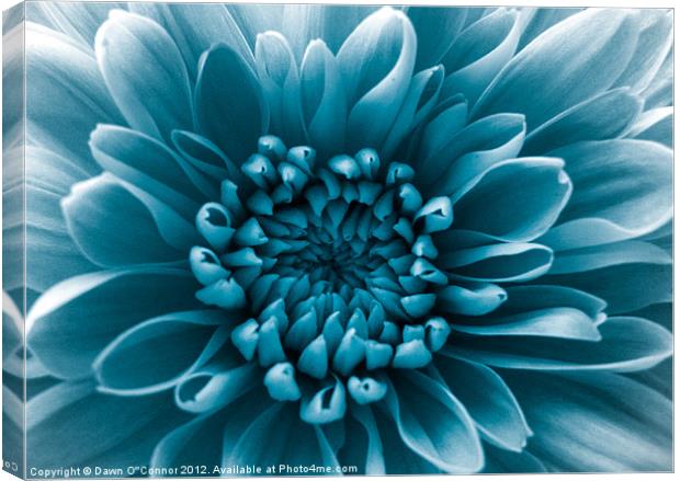 Blue Flower Canvas Print by Dawn O'Connor