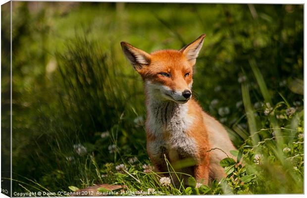 Fox - Vulpes vulpes Canvas Print by Dawn O'Connor