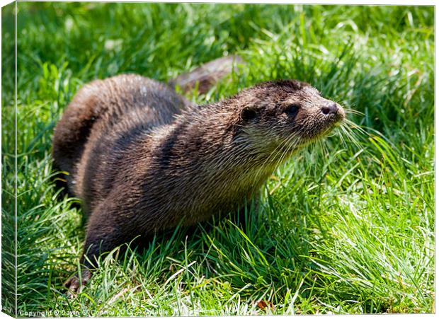 Otter - Lutra lutra Canvas Print by Dawn O'Connor