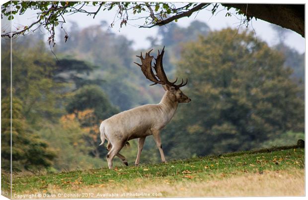 Knole Park Stag Canvas Print by Dawn O'Connor