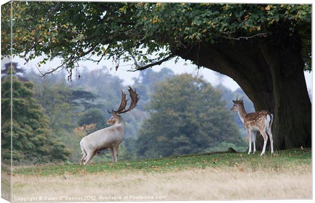 Fallow Deer at Knole Park Canvas Print by Dawn O'Connor