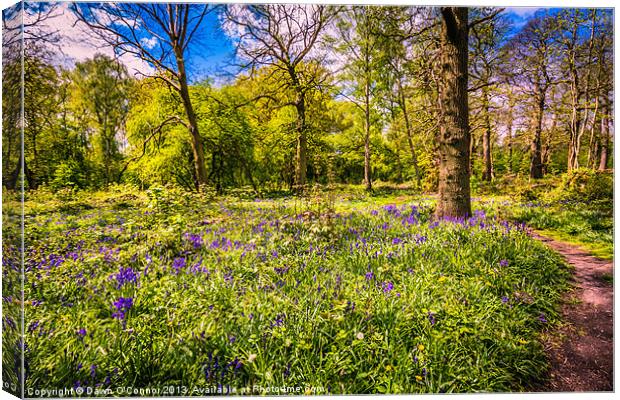 Ashenbank Bluebell Wood Canvas Print by Dawn O'Connor
