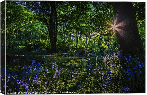 Bluebell Sunset Canvas Print by Dawn O'Connor