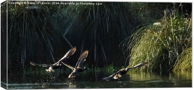 Ducks Landing Canvas Print by Dawn O'Connor