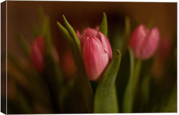 Pretty in Pink - Tulips Canvas Print by Dawn O'Connor