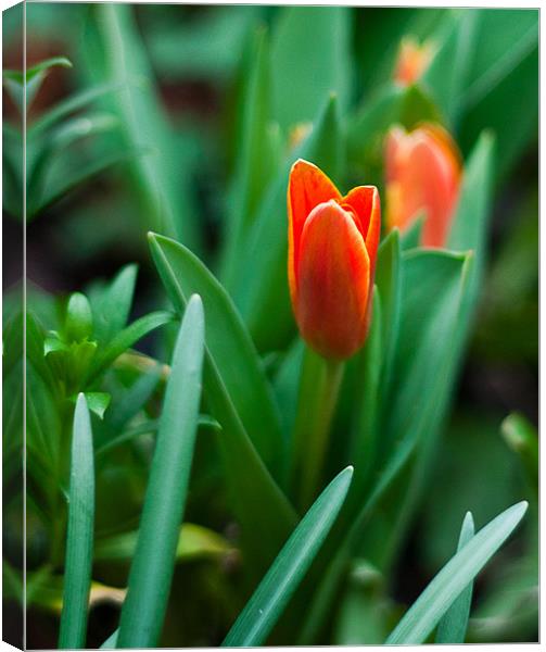 Tulip Canvas Print by Dawn O'Connor