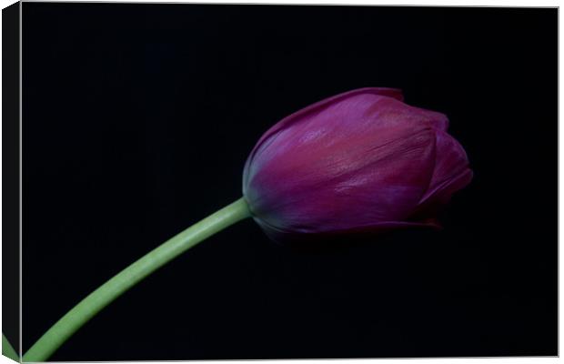 Purple Tulip on a black background Canvas Print by Dawn O'Connor