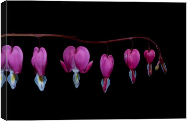 Bleeding Heart, Dicentra Spectabilis, on a black b Canvas Print by Dawn O'Connor