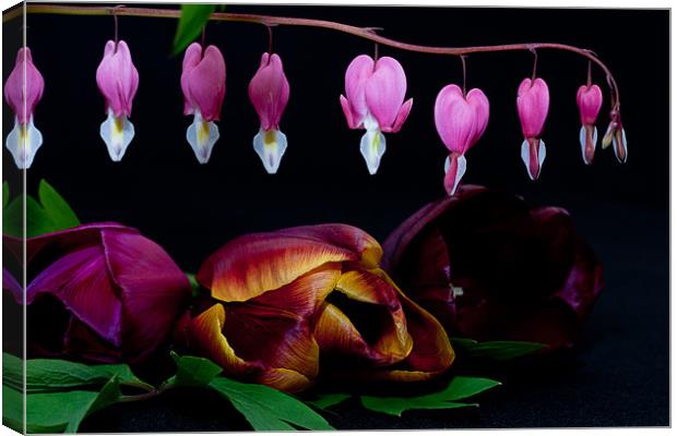 Bleeding Heart, Dicentra Spectabilis and Tulips Canvas Print by Dawn O'Connor