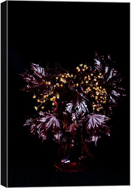 Acer platanoides 'Crimson King' Canvas Print by Dawn O'Connor