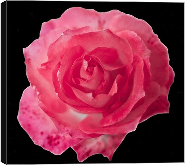 Pink Rose on Black Canvas Print by Dawn O'Connor