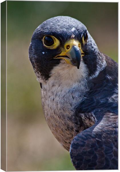 Bird of Prey, Peregrine Falcon Canvas Print by Dawn O'Connor