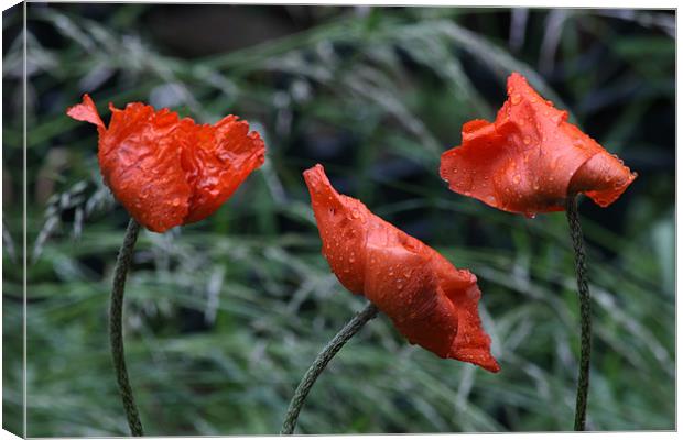 Poppies with Real Raindrops! Canvas Print by Dawn O'Connor