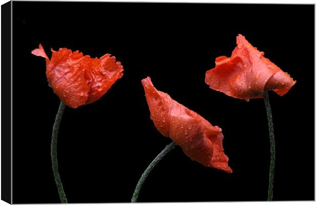 Poppies on Black Canvas Print by Dawn O'Connor