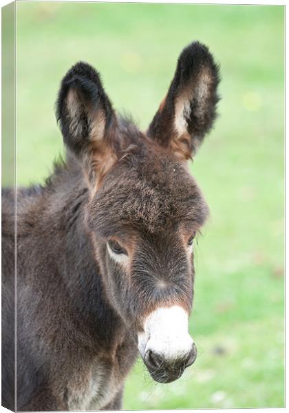 Little Donkey Canvas Print by Dawn O'Connor