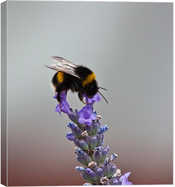 Bee on Lavender Canvas Print by Dawn O'Connor