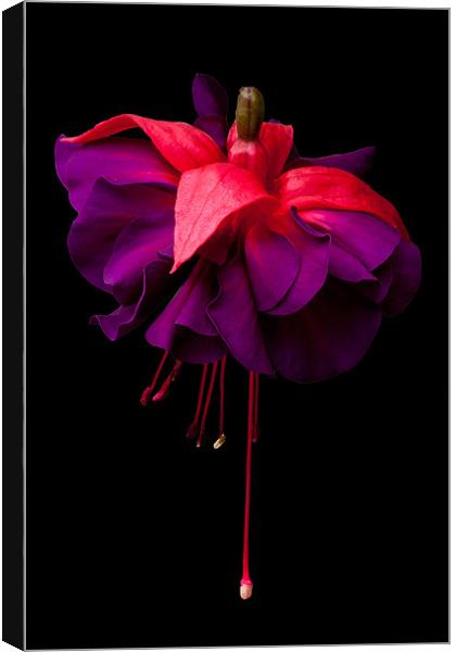 Fuchsia, Royal Deep Purple Canvas Print by Dawn O'Connor