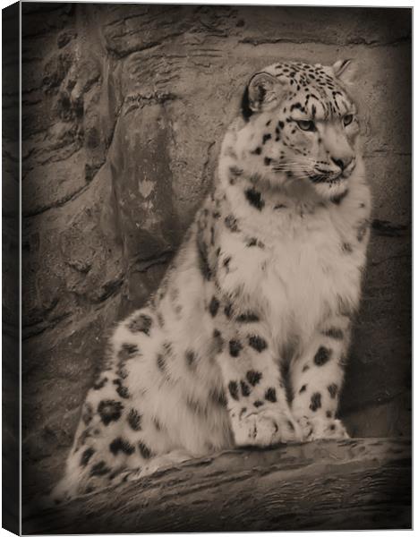 Snow Leopard once seen... Canvas Print by Lauren Meyerink