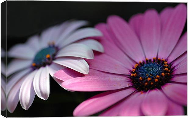 Flower power Canvas Print by Graham Piper