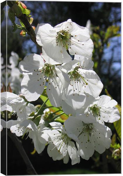 Spring blossom Canvas Print by Graham Piper