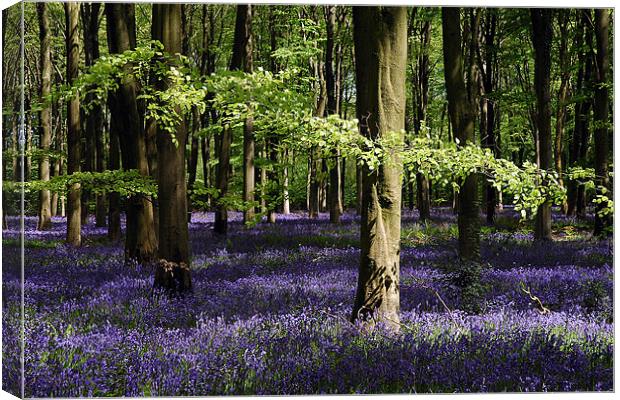 Bluebell wood Canvas Print by Graham Piper