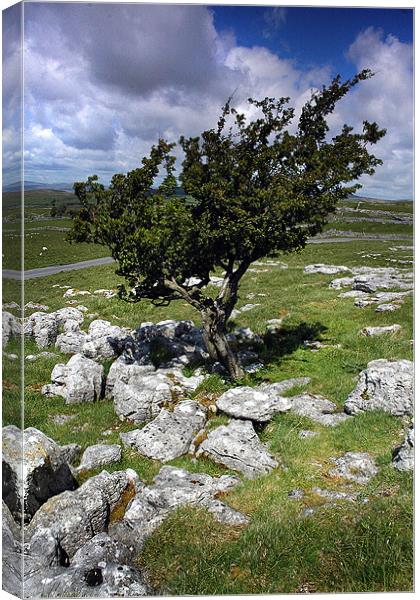 Lone tree in Malham Canvas Print by Graham Piper