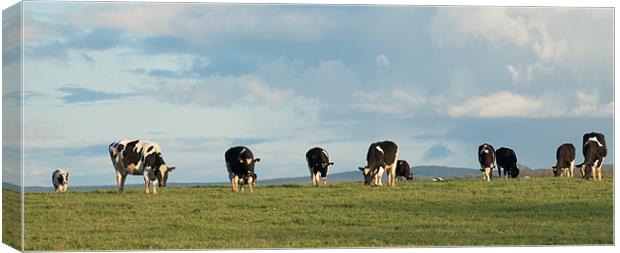 Spring Cattle Canvas Print by Declan Howard