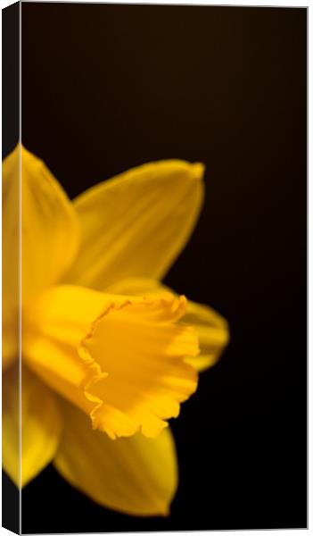 Mellow Yellow #2 Canvas Print by Declan Howard