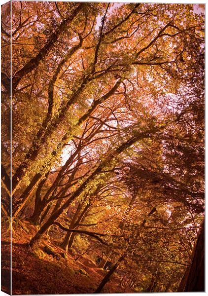 That Autumn Feeling Canvas Print by Declan Howard