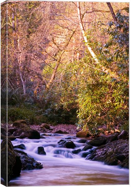 Autumn Forest Canvas Print by Declan Howard