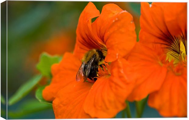 Pollen Hunt Canvas Print by Declan Howard