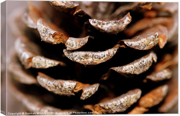 Pinecone Canvas Print by Hannah Morley