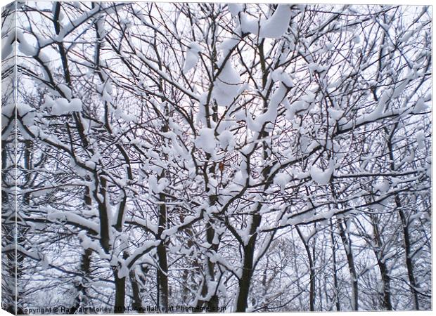 Winter Wonderland Canvas Print by Hannah Morley