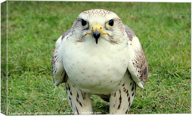 Saker Falcon Canvas Print by Hannah Morley