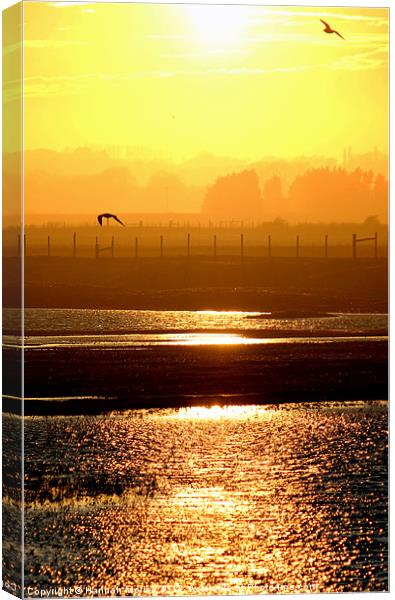 Rye Harbour Nature Reserve, Sunset Canvas Print by Hannah Morley