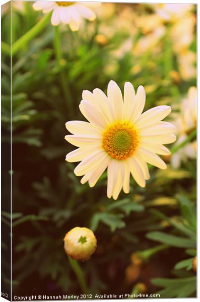 Daisy Canvas Print by Hannah Morley