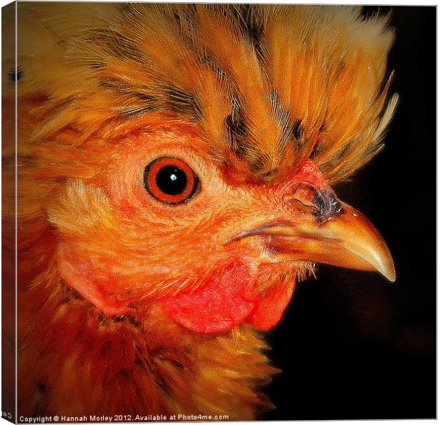 Ameraucanas Chicken Canvas Print by Hannah Morley