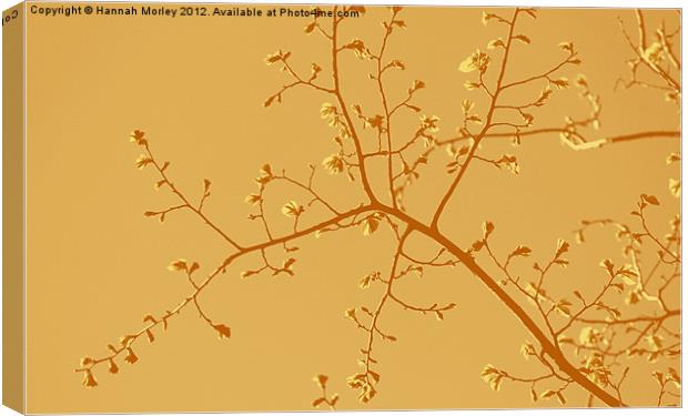 Orange Branches Canvas Print by Hannah Morley
