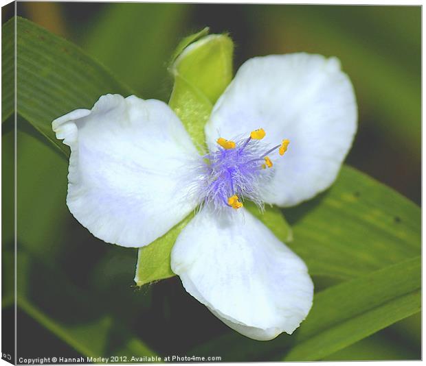 Lilac Spiderwort Flower Canvas Print by Hannah Morley